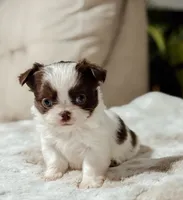 Prissy, a female Chihuahua for sale in Clemmons, NC – Photo 3 of 10