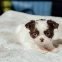 Prissy, a female Chihuahua for sale in Clemmons, NC – Photo 10 of 10