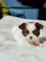 Prissy, a female Chihuahua for sale in Clemmons, NC – Photo 10 of 10