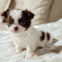 Prissy, a female Chihuahua for sale in Clemmons, NC – Photo 8 of 10