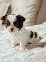 Prissy, a female Chihuahua for sale in Clemmons, NC – Photo 8 of 10