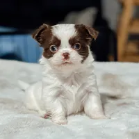 Prissy, a female Chihuahua for sale in Clemmons, NC – Photo 2 of 10