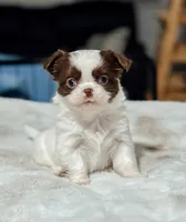 Prissy, a female Chihuahua for sale in Clemmons, NC – Photo 2 of 10