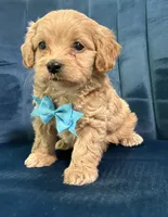 Milo, a male Cavapoo and Cavalier King Charles Spaniel for sale in Clemmons, NC – 4 of 10