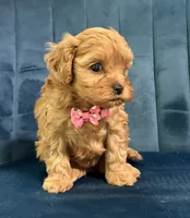 Mia, a female Cavapoo and Cavalier King Charles Spaniel for sale in Clemmons, NC – 7 of 10