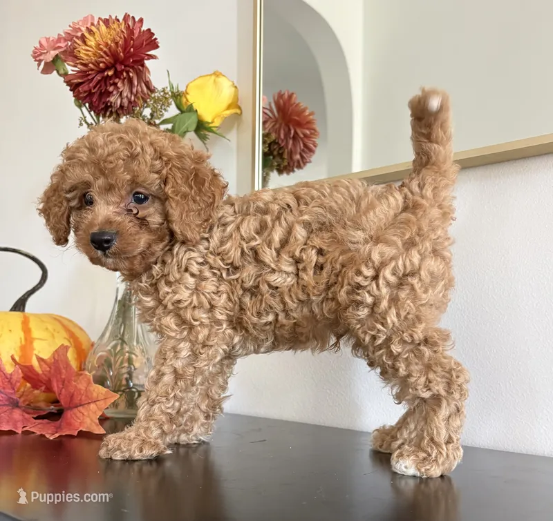 Diesel – Cavapoo, Cavalier King Charles Spaniel puppy for sale in Clemmons, NC