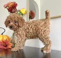 Diesel (F1B), a male Cavapoo and Cavalier King Charles Spaniel for sale in Clemmons, NC – 1 of 10