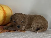 Diesel, a male Cavapoo and Cavalier King Charles Spaniel for sale in Clemmons, NC – 6 of 10