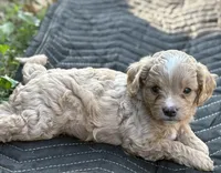 Simba, a male Cavalier King Charles Spaniel and Poodle - Toy  for sale in Clemmons, NC – Photo 7 of 10