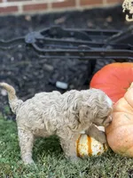 Simba, a male Cavalier King Charles Spaniel and Poodle - Toy  for sale in Clemmons, NC – Photo 3 of 10