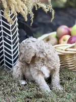 Simba, a male Cavalier King Charles Spaniel and Poodle - Toy  for sale in Clemmons, NC – Photo 6 of 10
