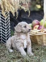 Simba, a male Cavalier King Charles Spaniel and Poodle - Toy  for sale in Clemmons, NC – Photo 8 of 10