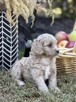 Simba, a male Cavalier King Charles Spaniel and Poodle - Toy  for sale in Clemmons, NC – Photo 10 of 10