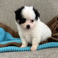Remy, a male Chihuahua and Pomchi for sale in Clemmons, NC – 2 of 10