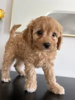 Violet, a female Cavapoo and Poodle - Toy  for sale in Clemmons, NC – 7 of 10