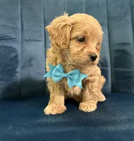 Milo, a male Cavapoo and Cavalier King Charles Spaniel for sale in Clemmons, NC – 2 of 10