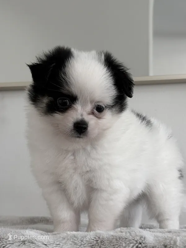 Remy – Chihuahua, Pomchi puppy for sale in Clemmons, NC