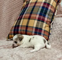 Sterling, a male Chihuahua for sale in Clemmons, NC – 8 of 10