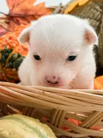 Pansy's Asher, a male Pomeranian and Pomchi for sale in Clemmons, NC – Photo 7 of 10