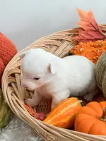 Pansy's Asher, a male Pomeranian and Pomchi for sale in Clemmons, NC – Photo 1 of 10