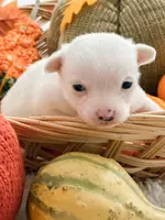 Pansy's Asher, a male Pomeranian and Pomchi for sale in Clemmons, NC – Photo 5 of 10