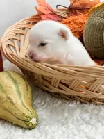 Pansy's Asher, a male Pomeranian and Pomchi for sale in Clemmons, NC – Photo 6 of 10