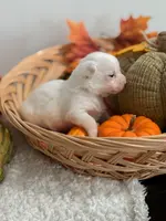 Pansy's Asher, a male Pomeranian and Pomchi for sale in Clemmons, NC – Photo 4 of 10