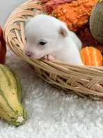 Pansy's Asher, a male Pomeranian and Pomchi for sale in Clemmons, NC – Photo 8 of 10