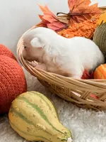 Pansy's Asher, a male Pomeranian and Pomchi for sale in Clemmons, NC – Photo 10 of 10