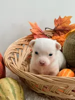 Pansy's Asher, a male Pomeranian and Pomchi for sale in Clemmons, NC – Photo 2 of 10