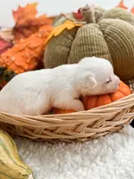 Pansy's Asher, a male Pomeranian and Pomchi for sale in Clemmons, NC – Photo 3 of 10