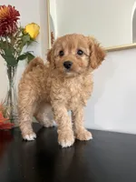 Violet, a female Cavapoo and Poodle - Toy  for sale in Clemmons, NC – 6 of 10