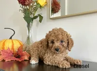 Diesel (F1B), a male Cavapoo and Cavalier King Charles Spaniel for sale in Clemmons, NC – 6 of 10