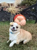 Avianna , a female Chihuahua for sale in Clemmons, NC – 7 of 10