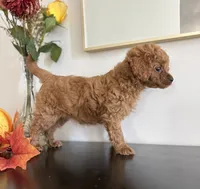 Daisy, a female Cavapoo and Poodle - Toy  for sale in Clemmons, NC – 6 of 10