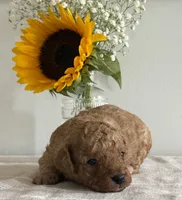 Duke, a male Cavapoo and Cavalier King Charles Spaniel for sale in Clemmons, NC – 9 of 10