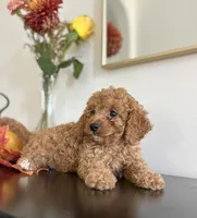 Diesel, a male Cavapoo and Poodle - Toy  for sale in Clemmons, NC – 9 of 10