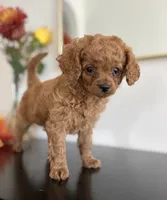 Daisy, a female Cavapoo and Poodle - Toy  for sale in Clemmons, NC – 7 of 10