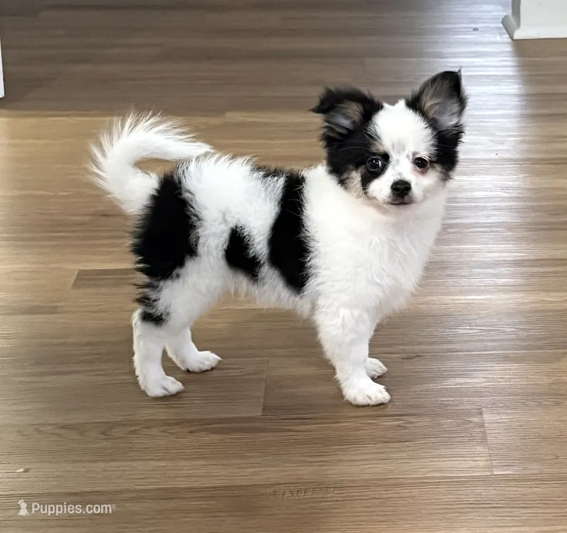 Remy – Chihuahua, Pomeranian puppy for sale in Clemmons, NC