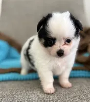 Remy, a male Chihuahua and Pomchi for sale in Clemmons, NC – 4 of 10