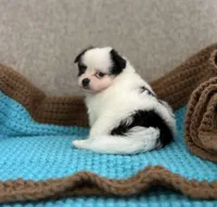 Remy, a male Chihuahua and Pomchi for sale in Clemmons, NC – 9 of 10
