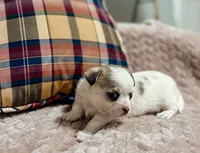 Sterling, a male Chihuahua for sale in Clemmons, NC – 6 of 10