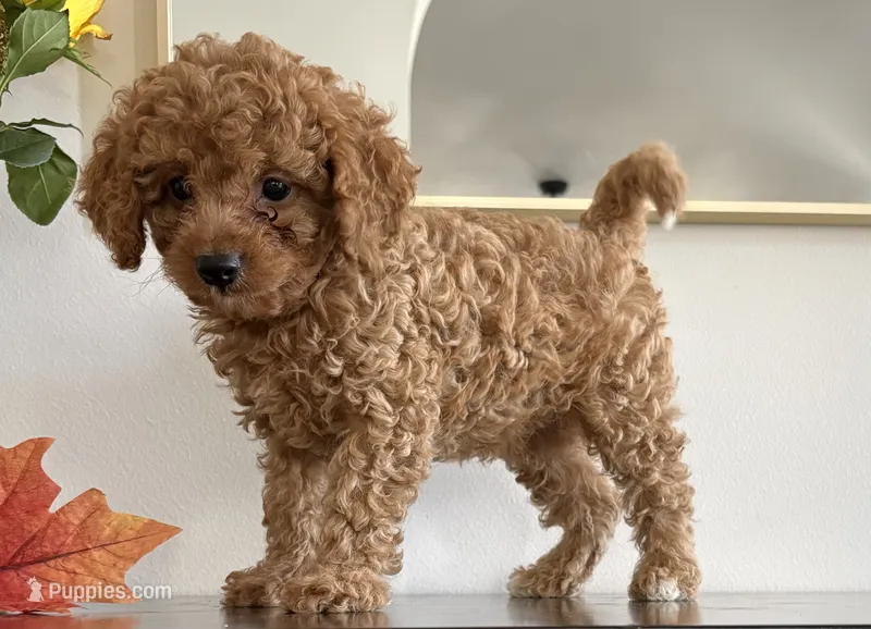 Diesel – Cavapoo, Poodle - Toy  puppy for sale in Clemmons, NC