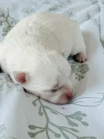 Sterling, a male Chihuahua for sale in Clemmons, NC – 4 of 7