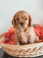 Samson, a male Cavapoo and Poodle - Miniature  for sale in Clemmons, NC – Photo 1 of 10