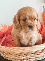 Samson, a male Cavapoo and Poodle - Miniature  for sale in Clemmons, NC – Photo 5 of 10