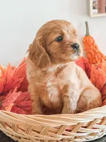 Samson, a male Cavapoo and Poodle - Miniature  for sale in Clemmons, NC – Photo 6 of 10