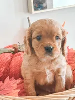 Samson, a male Cavapoo and Poodle - Miniature  for sale in Clemmons, NC – Photo 4 of 10