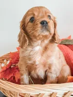Samson, a male Cavapoo and Poodle - Miniature  for sale in Clemmons, NC – Photo 9 of 10
