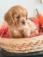 Samson, a male Cavapoo and Poodle - Miniature  for sale in Clemmons, NC – Photo 10 of 10